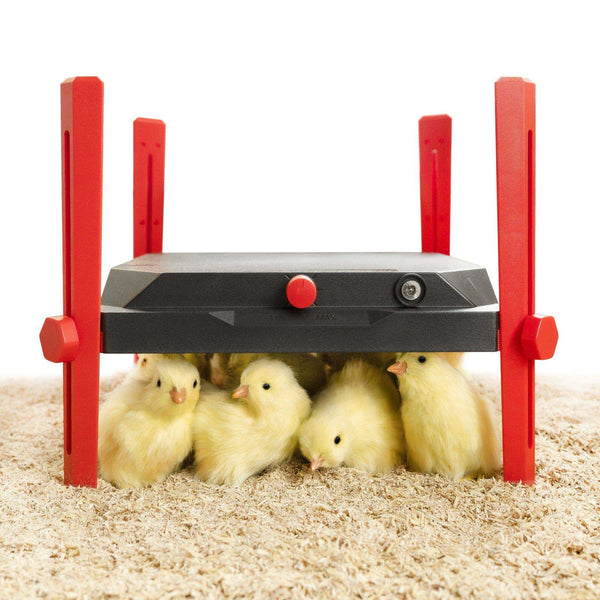Poultry Kit - 25-30 Chick Brooder 12.5" X 12.5" - Chartley Chucks