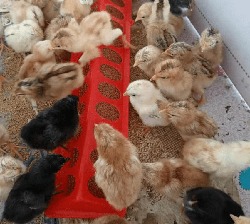 30cm or 50cm Poultry/Bird Trough Feeder Red Green Yellow - Chartley Chucks