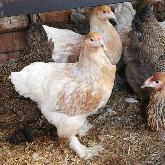 Large Brahma - Buff Partridge (gentle giants)