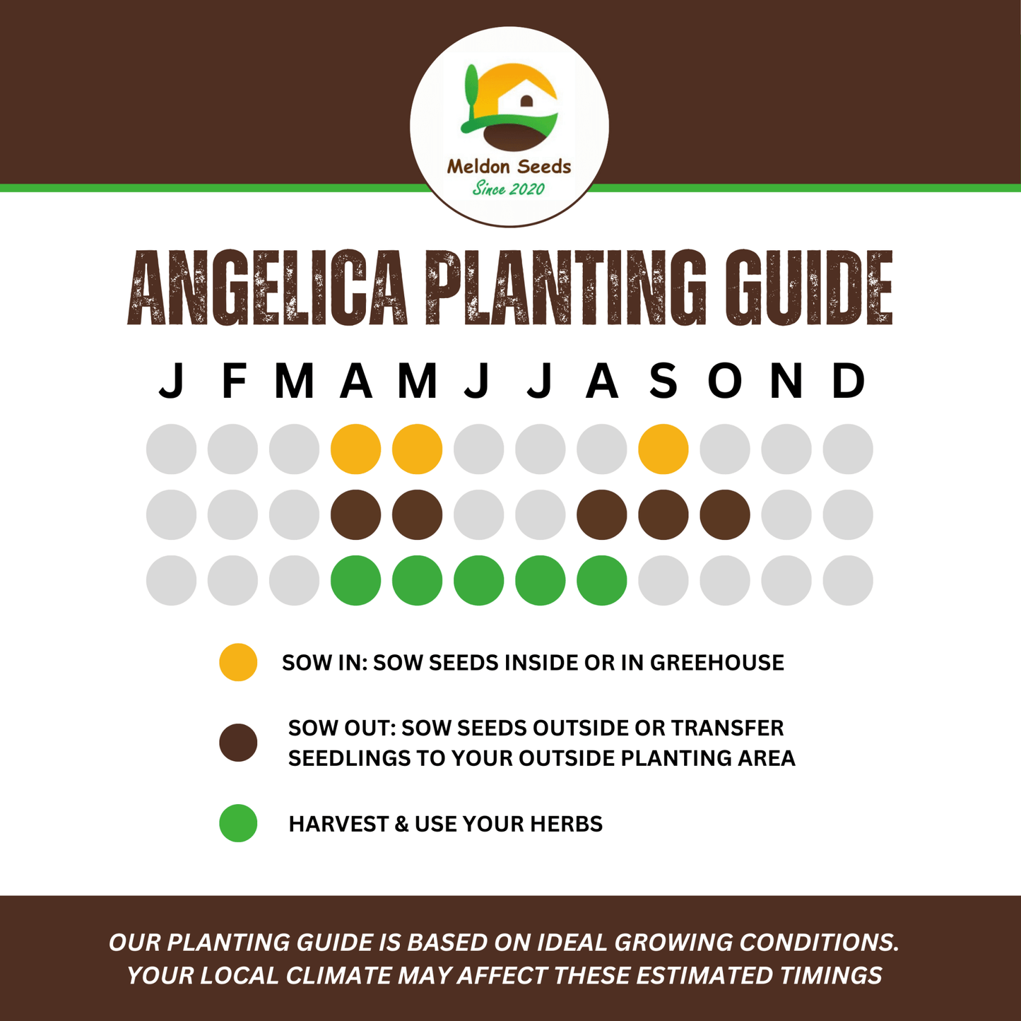 Angelica 100 Seeds - Chartley Chucks