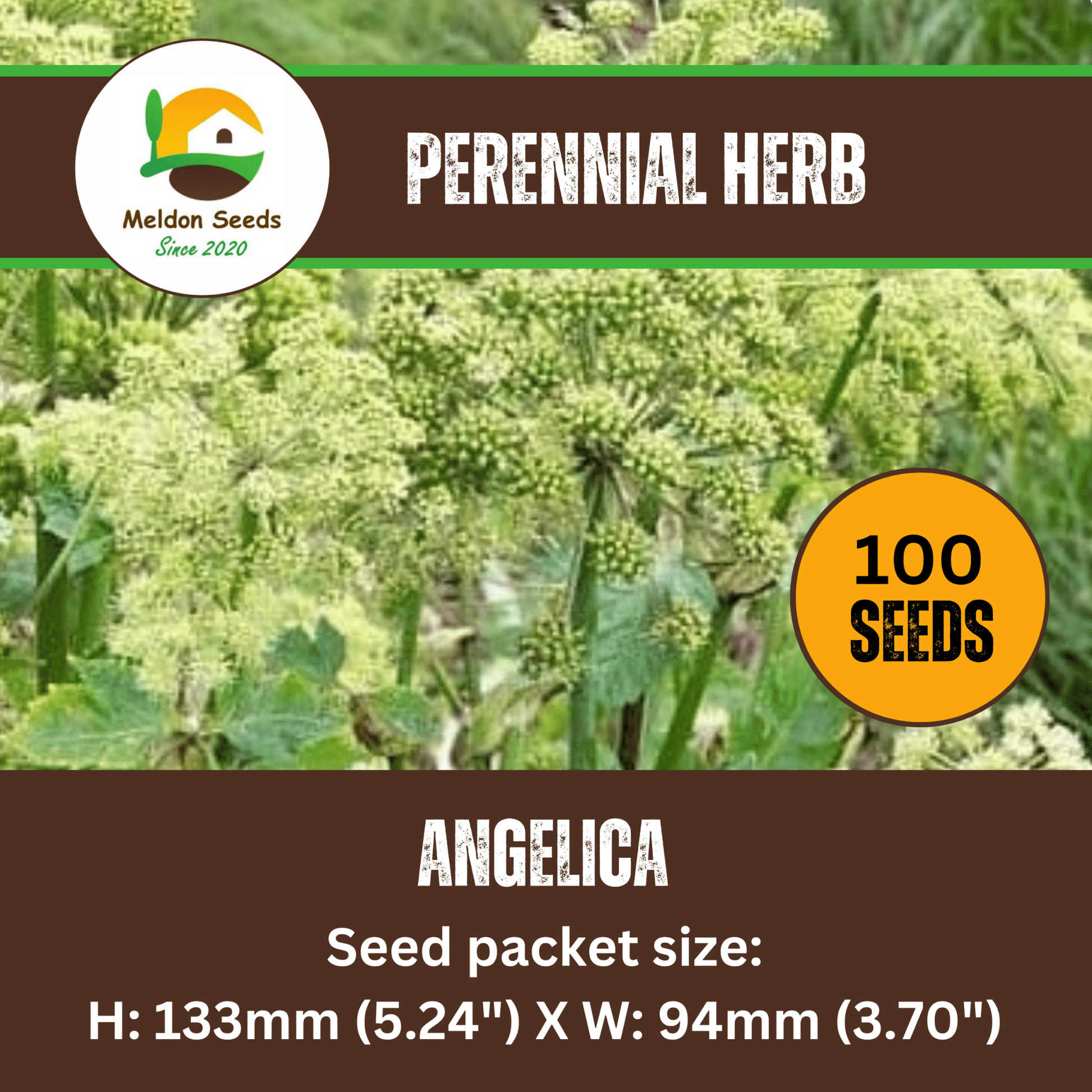 Angelica 100 Seeds - Chartley Chucks