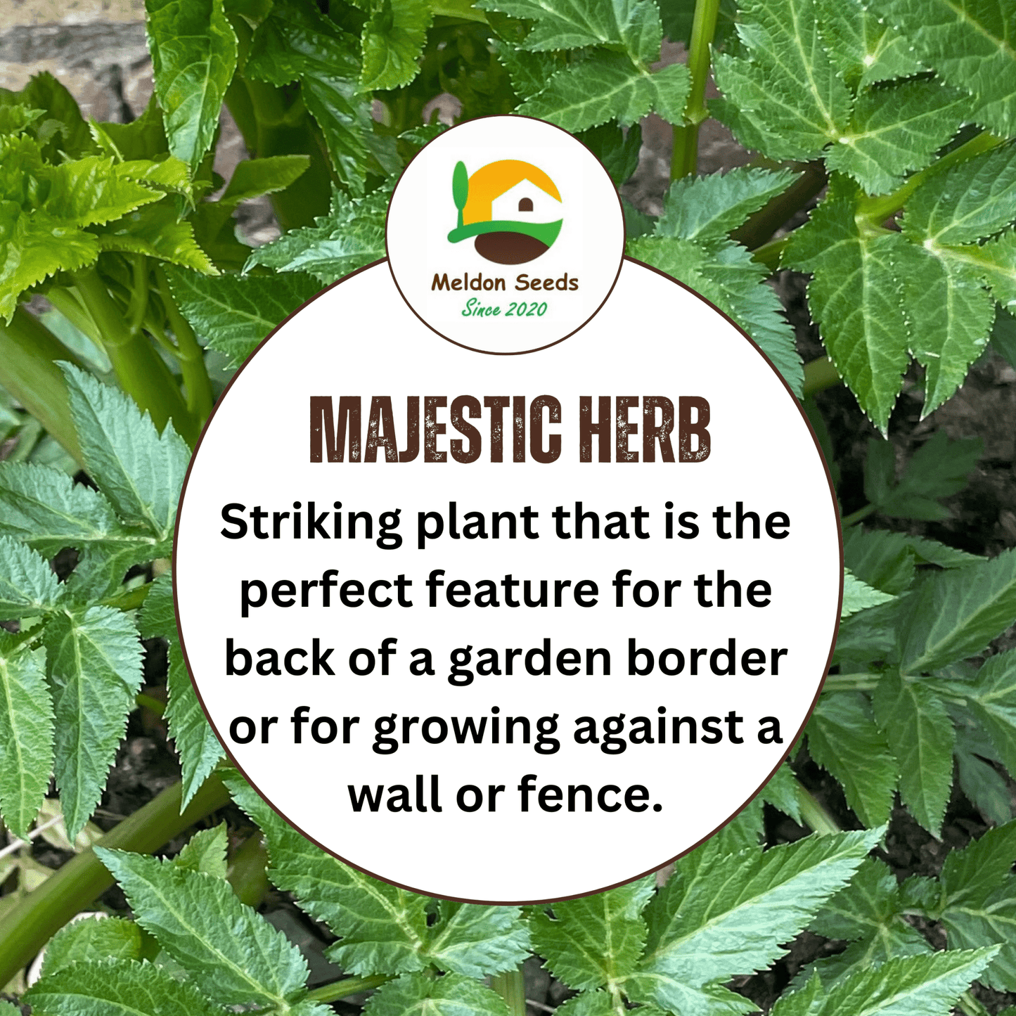 Angelica 100 Seeds - Chartley Chucks