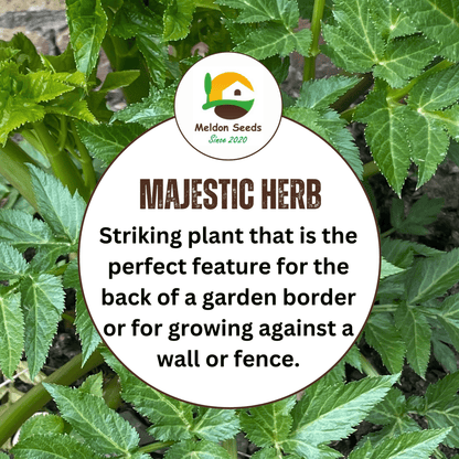 Angelica 100 Seeds - Chartley Chucks