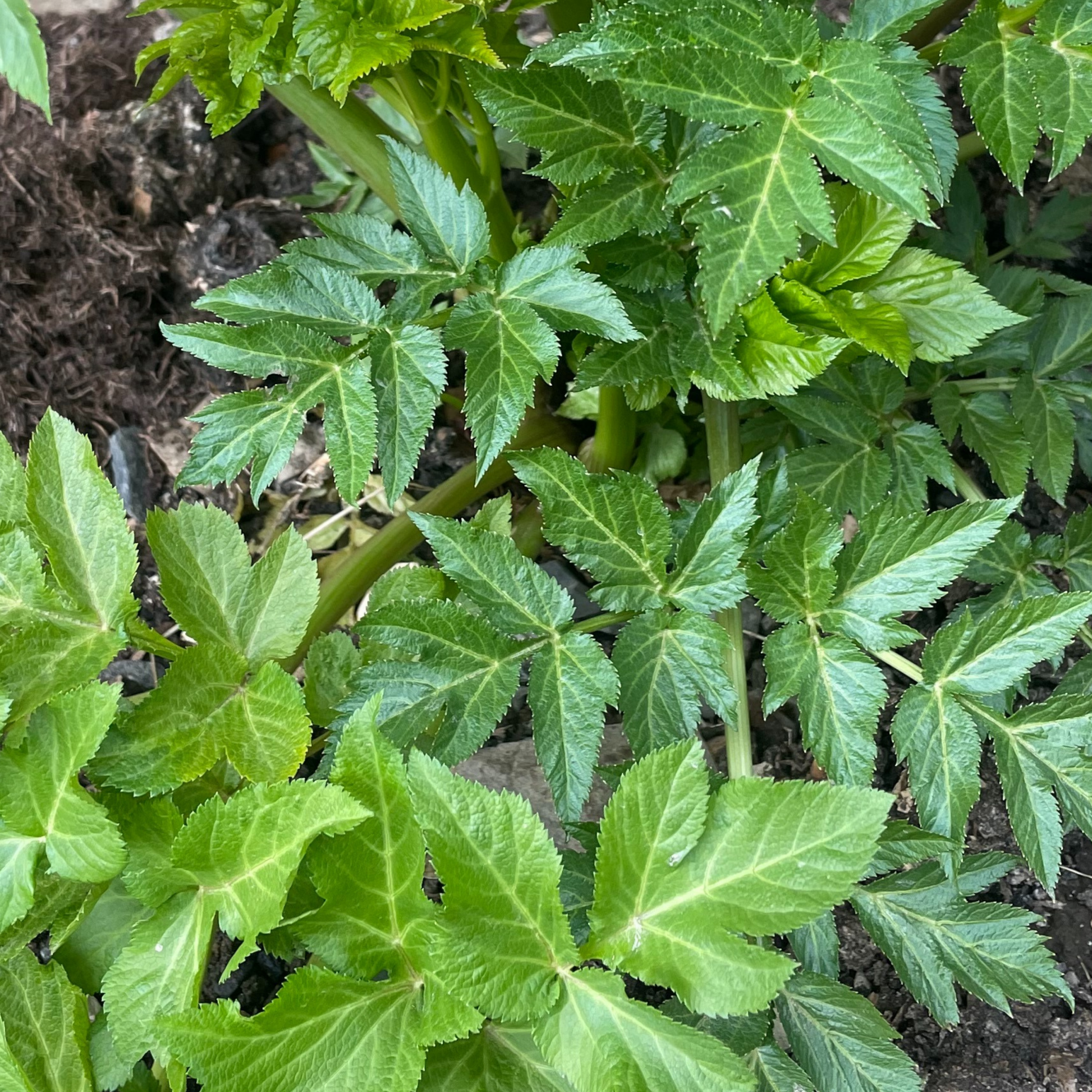 Angelica 100 Seeds - Chartley Chucks
