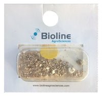 Aphid Midge - Chartley Chucks