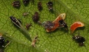 Aphid Midge - Chartley Chucks