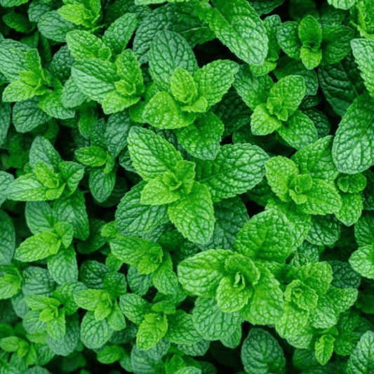 Applemint Seeds - 200 Fresh Herb Seeds - Chartley Chucks