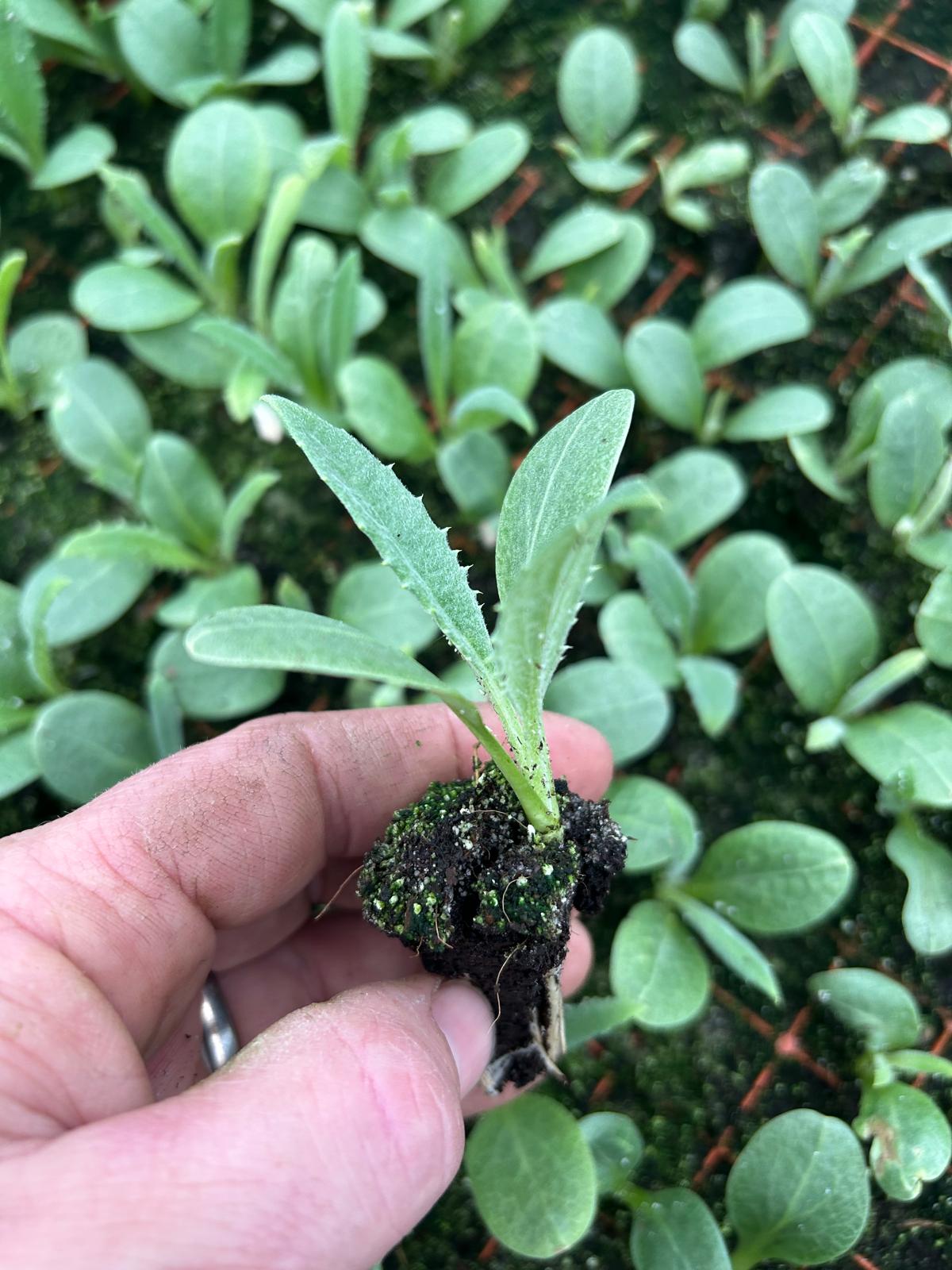 Artichoke Plug Plants "Grow Your Own" Vegetables 'Ready to Plant Now' Young Vegetable Plants **Letterbox Friendly** - Chartley Chucks