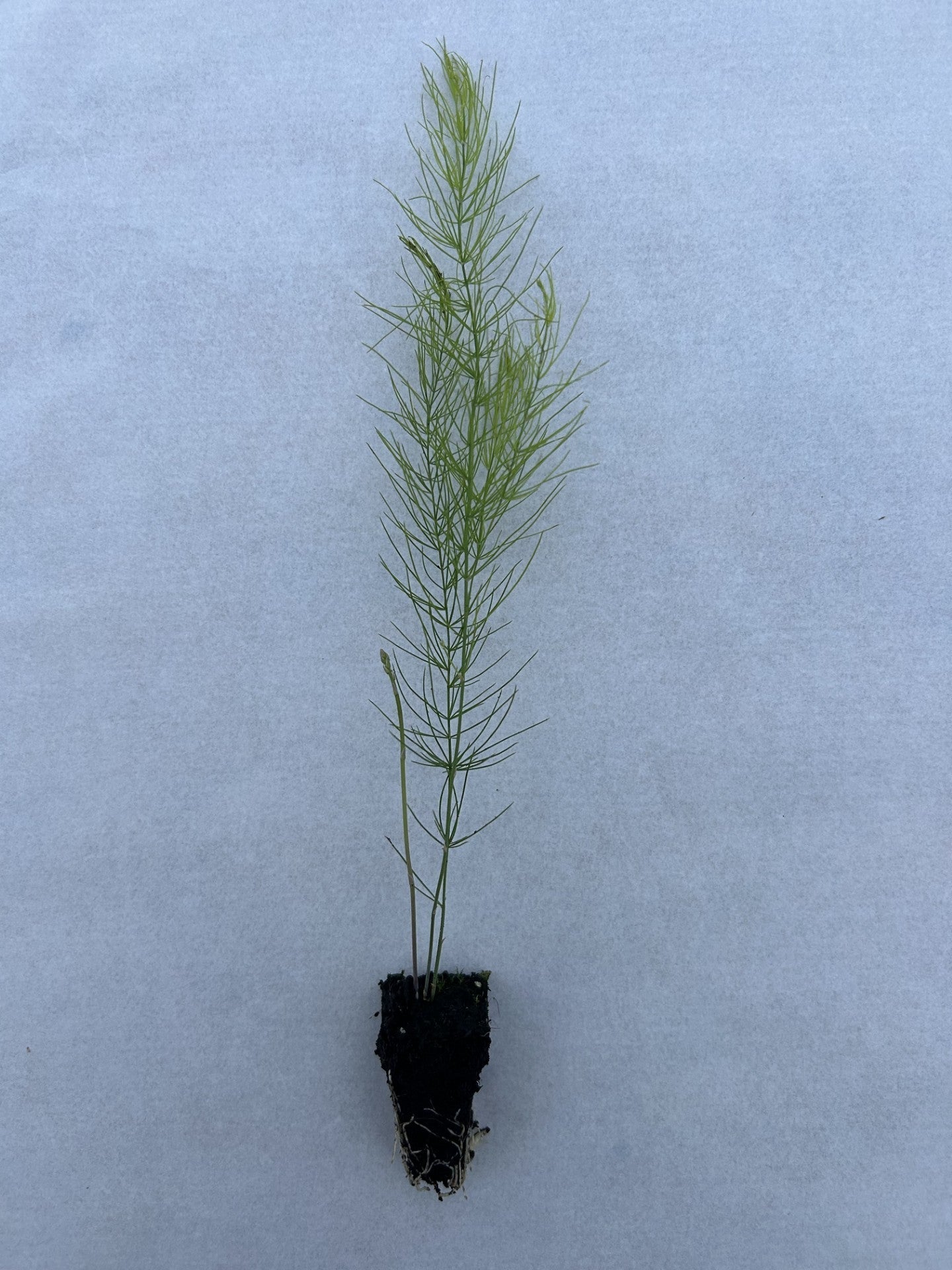 Asparagus Plug Plants "Grow Your Own" Vegetables 'Ready to Plant Now' Young Vegetable Plants **Letterbox Friendly** - Chartley Chucks