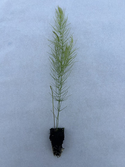 Asparagus Plug Plants "Grow Your Own" Vegetables 'Ready to Plant Now' Young Vegetable Plants **Letterbox Friendly** - Chartley Chucks