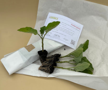 Aubergine Plug Plants "Grow Your Own" Vegetables 'Ready to Plant Now' Young Vegetable Plants **Letterbox Friendly** - Chartley Chucks