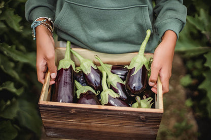 Aubergine Plug Plants "Grow Your Own" Vegetables 'Ready to Plant Now' Young Vegetable Plants **Letterbox Friendly** - Chartley Chucks