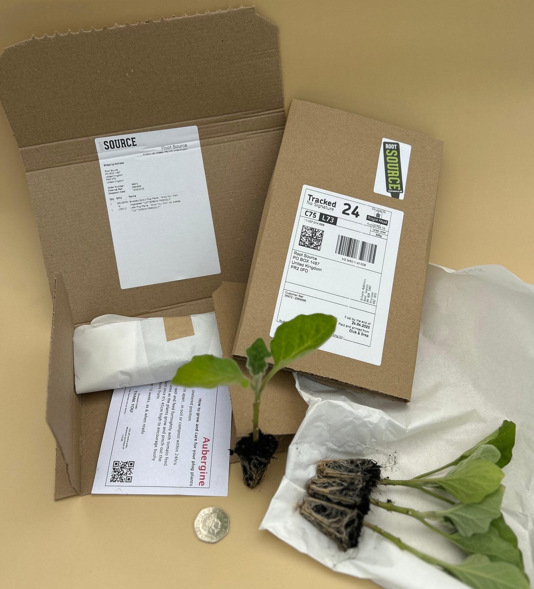 Aubergine Plug Plants "Grow Your Own" Vegetables 'Ready to Plant Now' Young Vegetable Plants **Letterbox Friendly** - Chartley Chucks