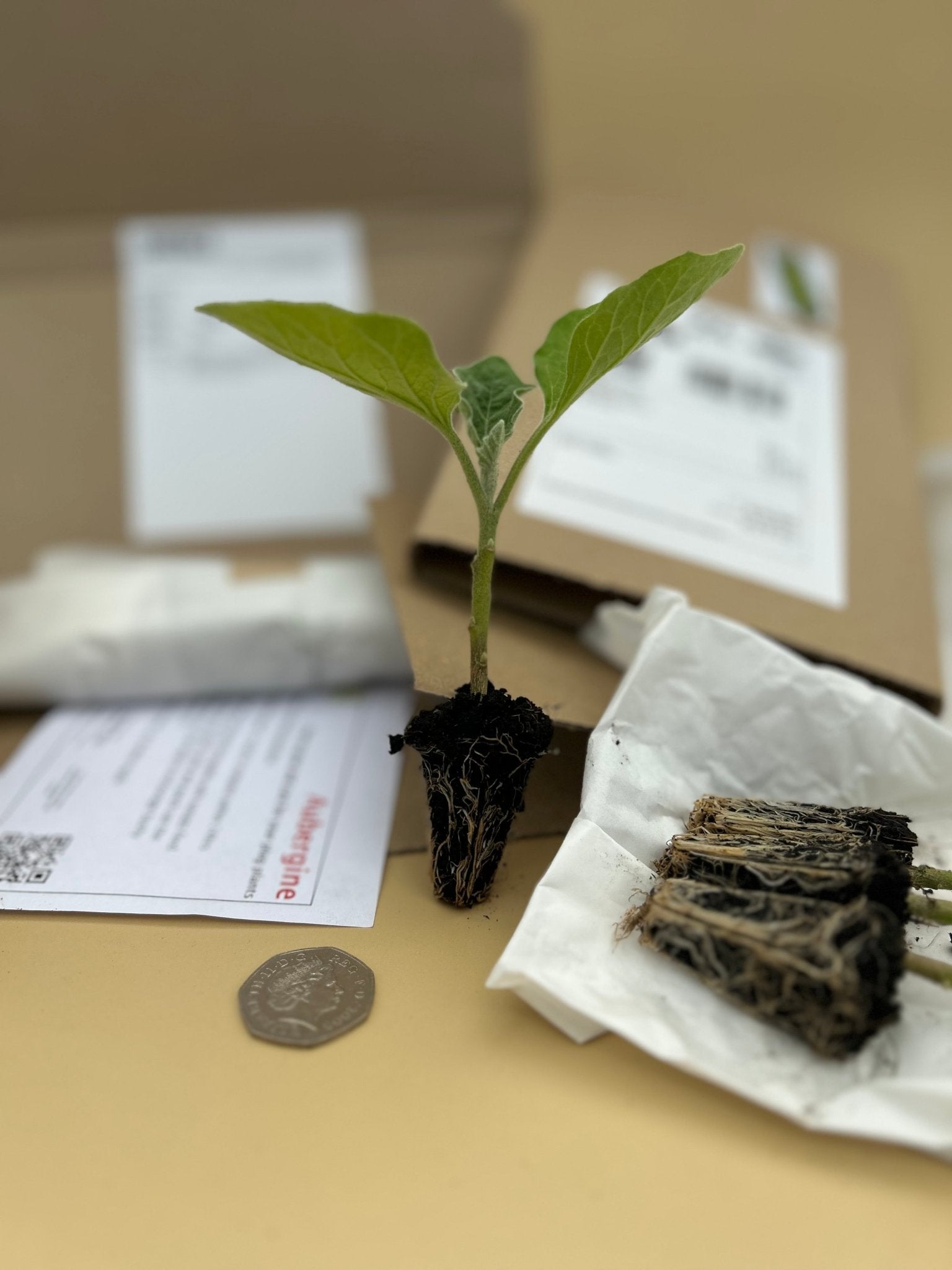 Aubergine Plug Plants "Grow Your Own" Vegetables 'Ready to Plant Now' Young Vegetable Plants **Letterbox Friendly** - Chartley Chucks