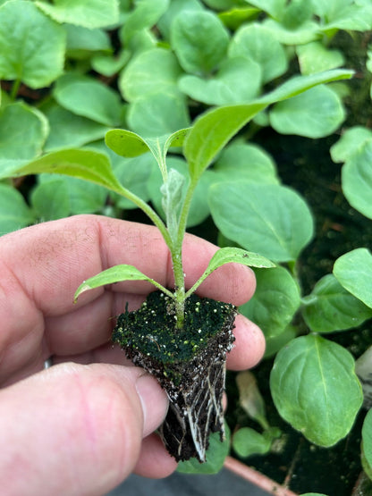 Aubergine Plug Plants "Grow Your Own" Vegetables 'Ready to Plant Now' Young Vegetable Plants **Letterbox Friendly** - Chartley Chucks
