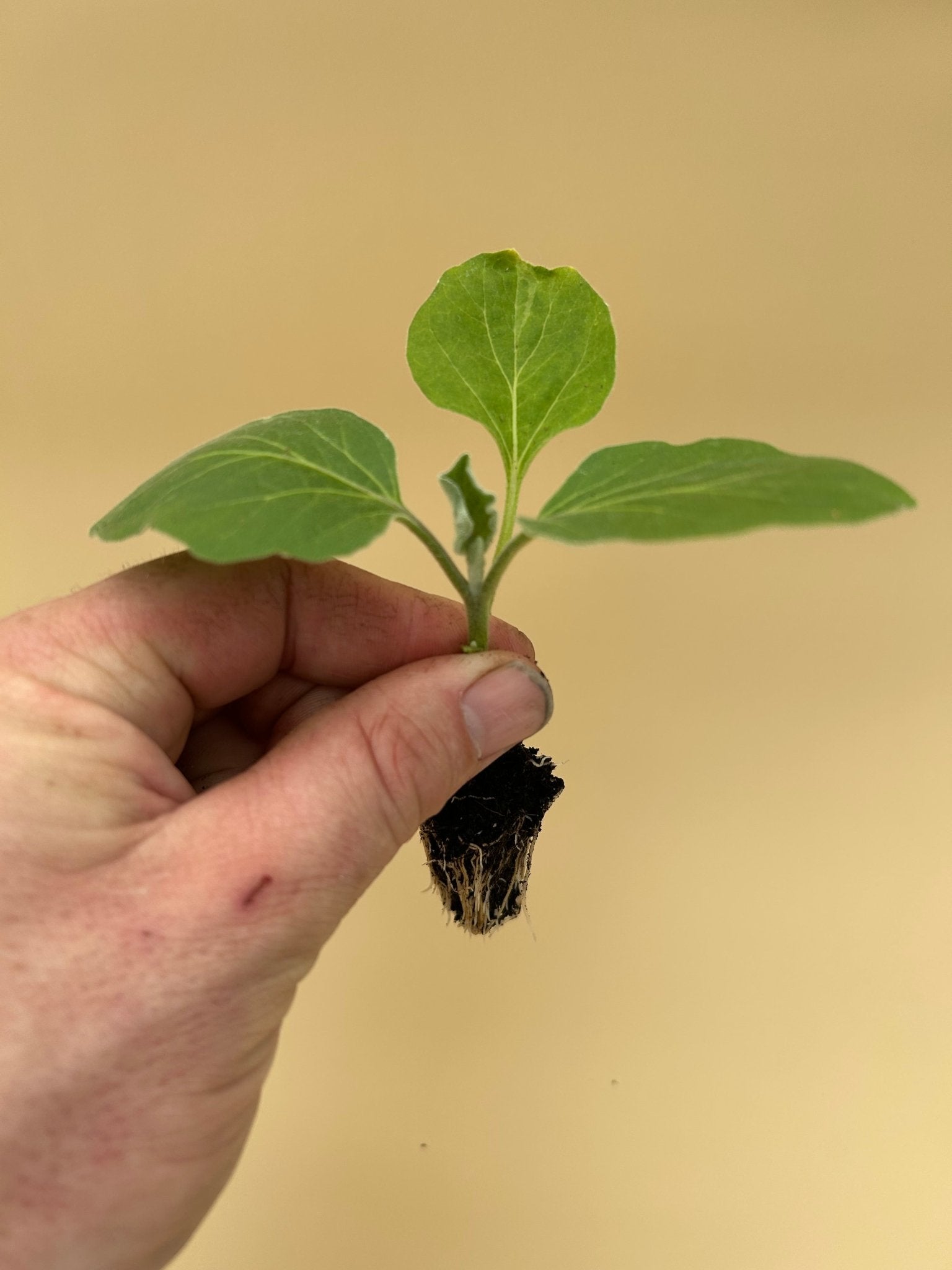 Aubergine Plug Plants "Grow Your Own" Vegetables 'Ready to Plant Now' Young Vegetable Plants **Letterbox Friendly** - Chartley Chucks