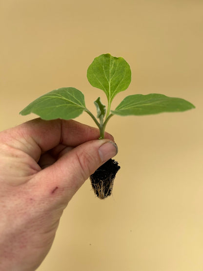 Aubergine Plug Plants "Grow Your Own" Vegetables 'Ready to Plant Now' Young Vegetable Plants **Letterbox Friendly** - Chartley Chucks