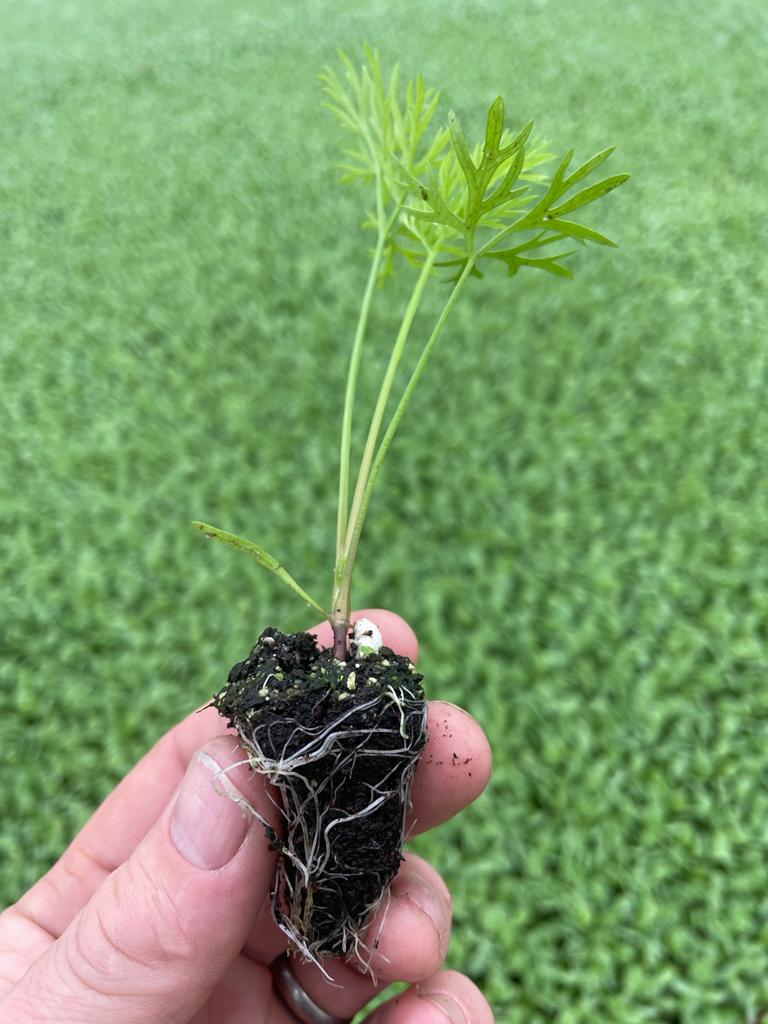 Baby Carrot Plug Plants "Grow Your Own" Vegetables **Letterbox Friendly** - Chartley Chucks