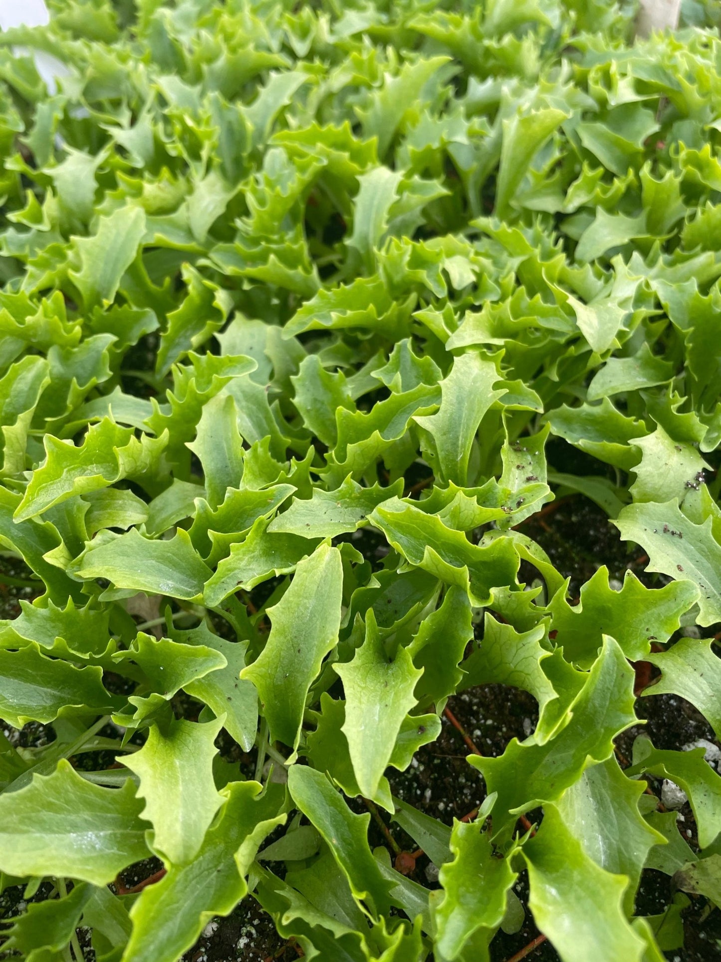 Babyleaf Salad Plug Plants "Grow Your Own" Salad 'Ready to Plant Now' Young Vegetable Plants **Letterbox Friendly** - Chartley Chucks