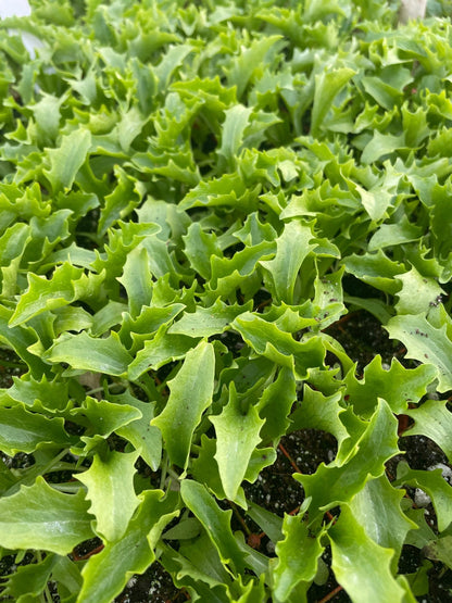 Babyleaf Salad Plug Plants "Grow Your Own" Salad 'Ready to Plant Now' Young Vegetable Plants **Letterbox Friendly** - Chartley Chucks