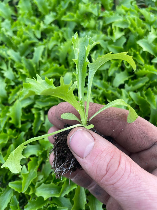 Babyleaf Salad Plug Plants "Grow Your Own" Salad 'Ready to Plant Now' Young Vegetable Plants **Letterbox Friendly** - Chartley Chucks