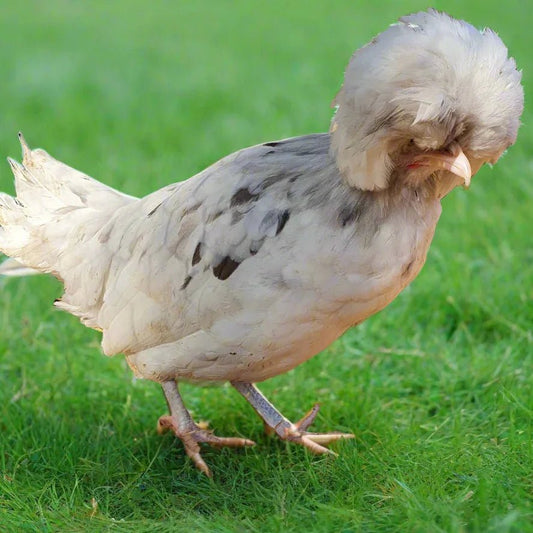 Bantam Polands POL - Splash (calm) - Chartley Chucks