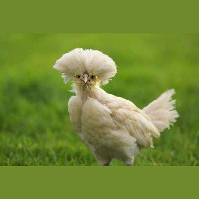Bantam Polands POL - White (calm) - Chartley Chucks