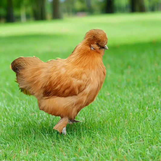 Bantam Silkies at POL - Gold (scatty) - Chartley Chucks