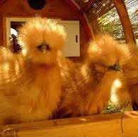 Bantam Silkies at POL - Gold (scatty) - Chartley Chucks