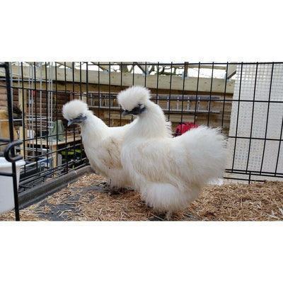 Bantam Silkies at POL - White (scatty) - Chartley Chucks
