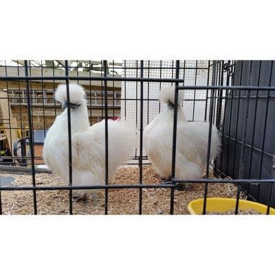 Bantam Silkies at POL - White (scatty) - Chartley Chucks