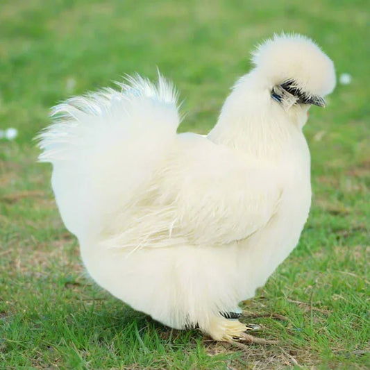 Bantam Silkies at POL - White (scatty) - Chartley Chucks