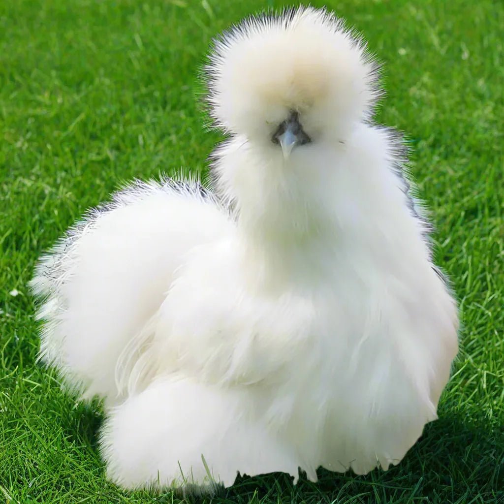 Bantam Silkies at POL - White (scatty) - Chartley Chucks