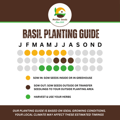 Basil British 100 Seeds - Chartley Chucks