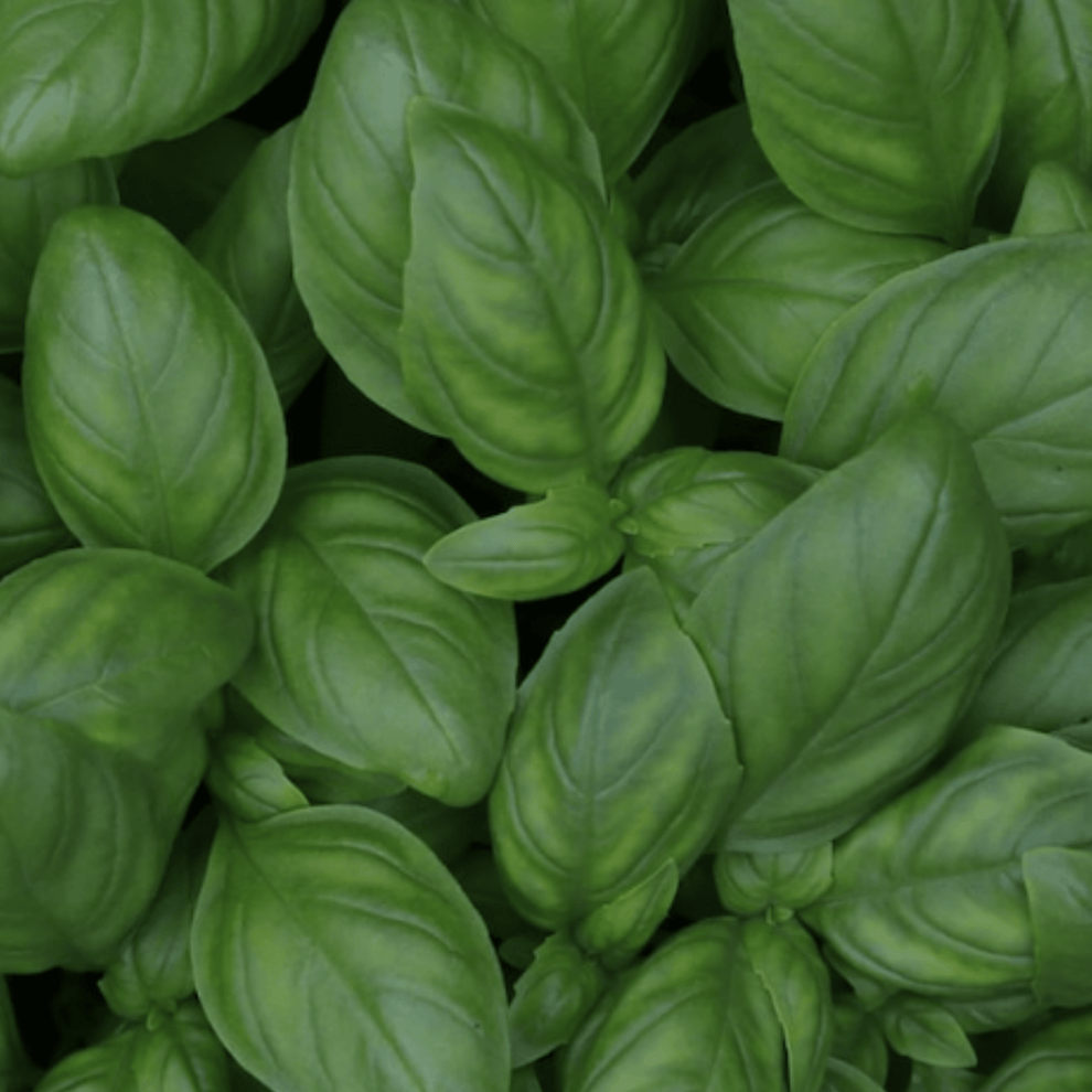 Basil British 100 Seeds for sale – Chartley Chucks