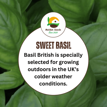Basil British 100 Seeds - Chartley Chucks