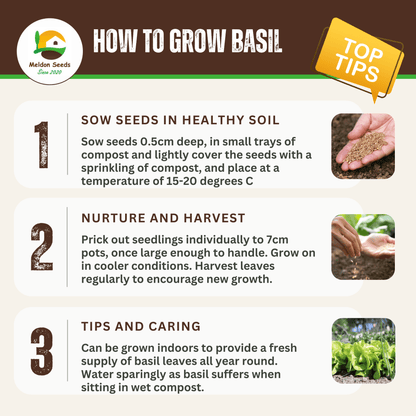 Basil British 100 Seeds - Chartley Chucks