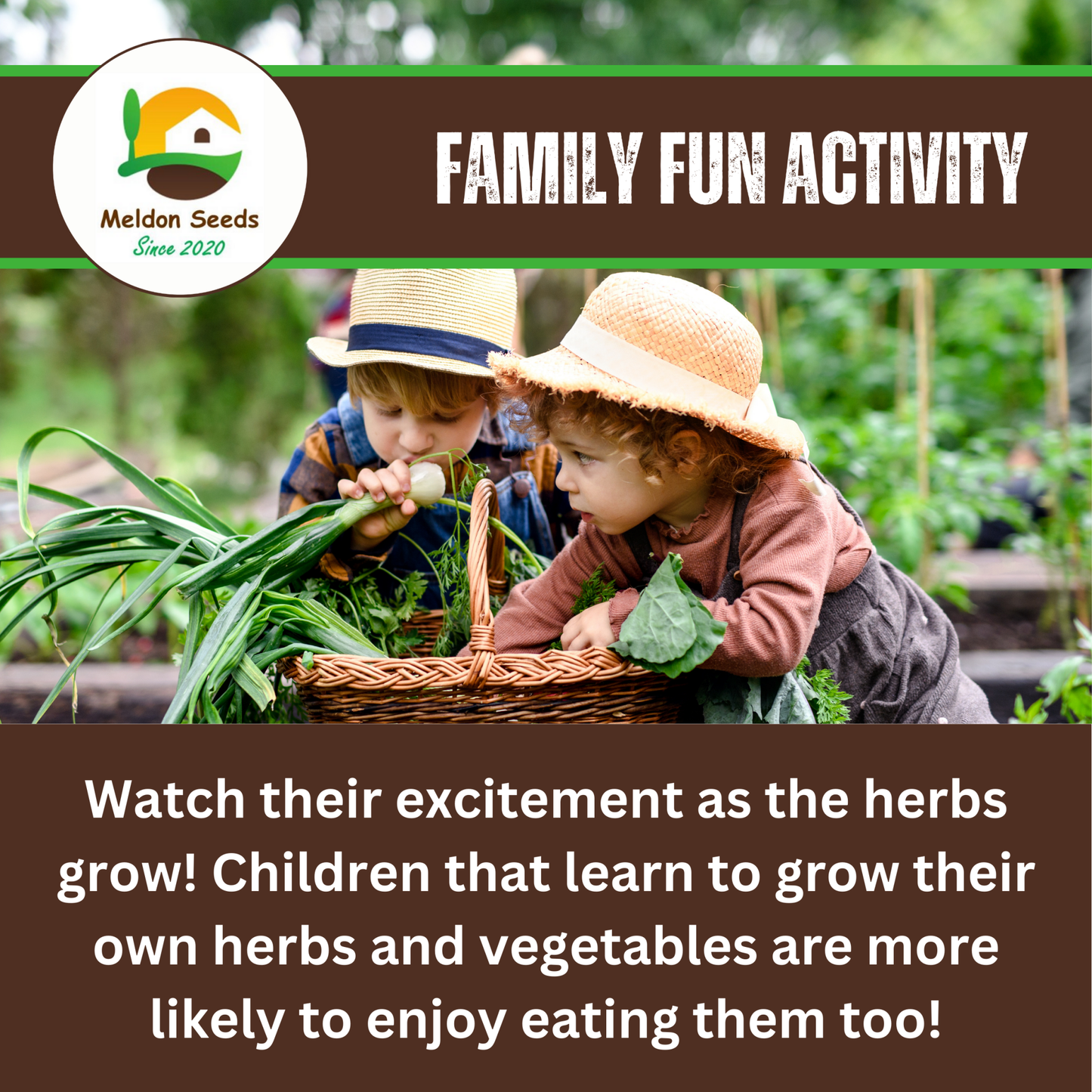 Basil Classic Italian 500 Seeds - Chartley Chucks