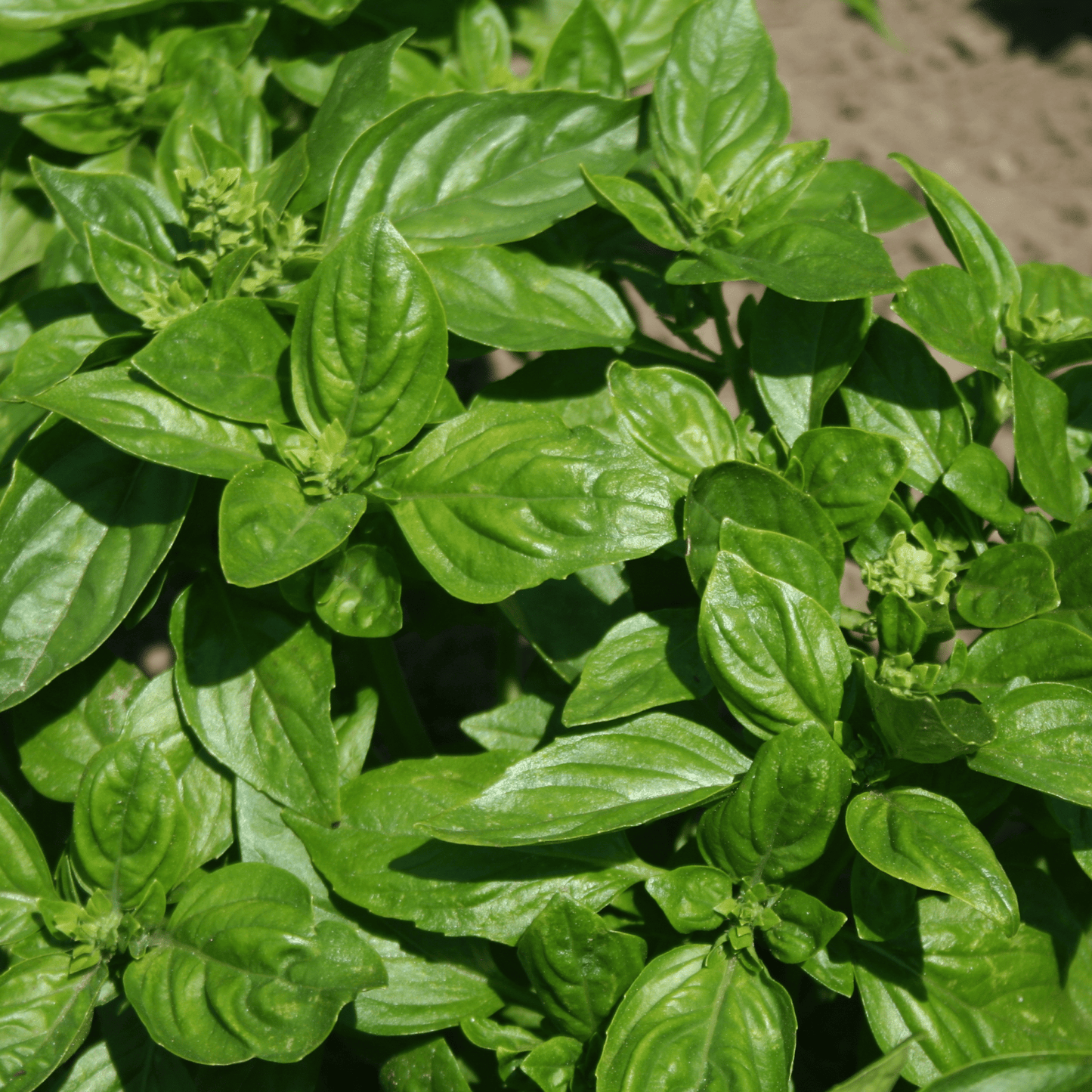 Basil Classic Italian 500 Seeds - Chartley Chucks