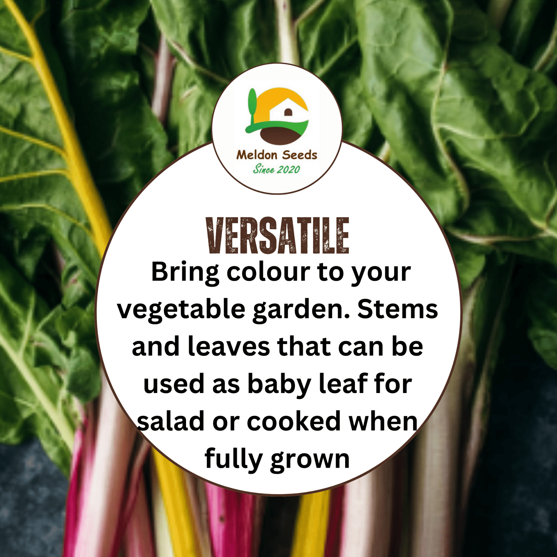 Beet Leaf Rainbow Chard Beet Leaf 140 Seeds - Chartley Chucks