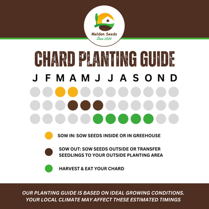 Beet Leaf Rainbow Chard Beet Leaf 140 Seeds - Chartley Chucks