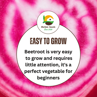 Beetroot Chioggia Seeds x 200 Seeds - Red and White Ringed Beetroot Seeds - Chartley Chucks