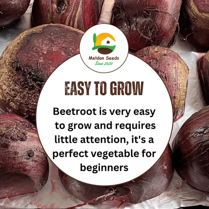 Beetroot Detroit 200 Seeds by Meldon Seeds - Chartley Chucks