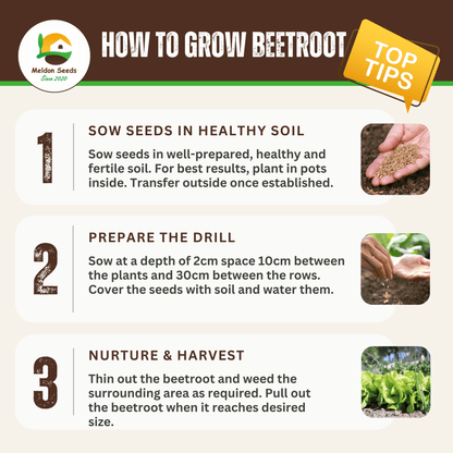 Beetroot Detroit 200 Seeds by Meldon Seeds - Chartley Chucks
