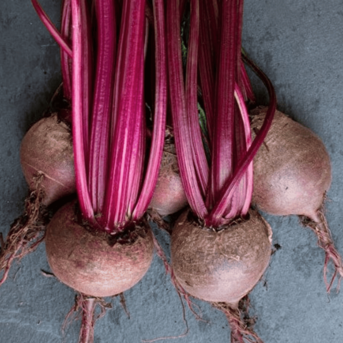 Beetroot Detroit 200 Seeds by Meldon Seeds - Chartley Chucks