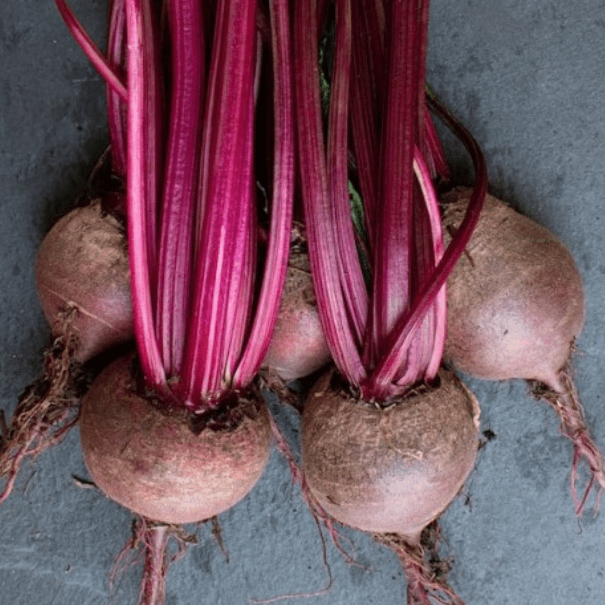 Beetroot Detroit 200 Seeds by Meldon Seeds - Chartley Chucks