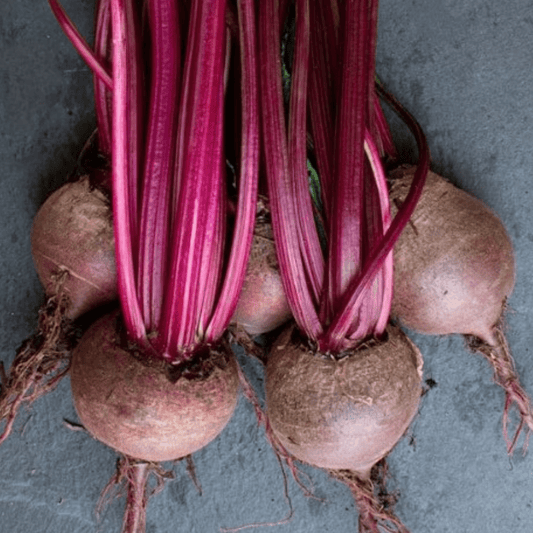 Beetroot Detroit 200 Seeds by Meldon Seeds - Chartley Chucks