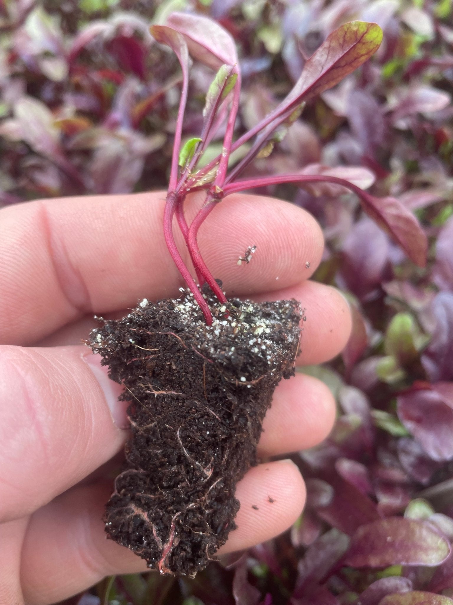 Beetroot Plug Plants "Grow Your Own" Vegetables **Letterbox Friendly** - Chartley Chucks
