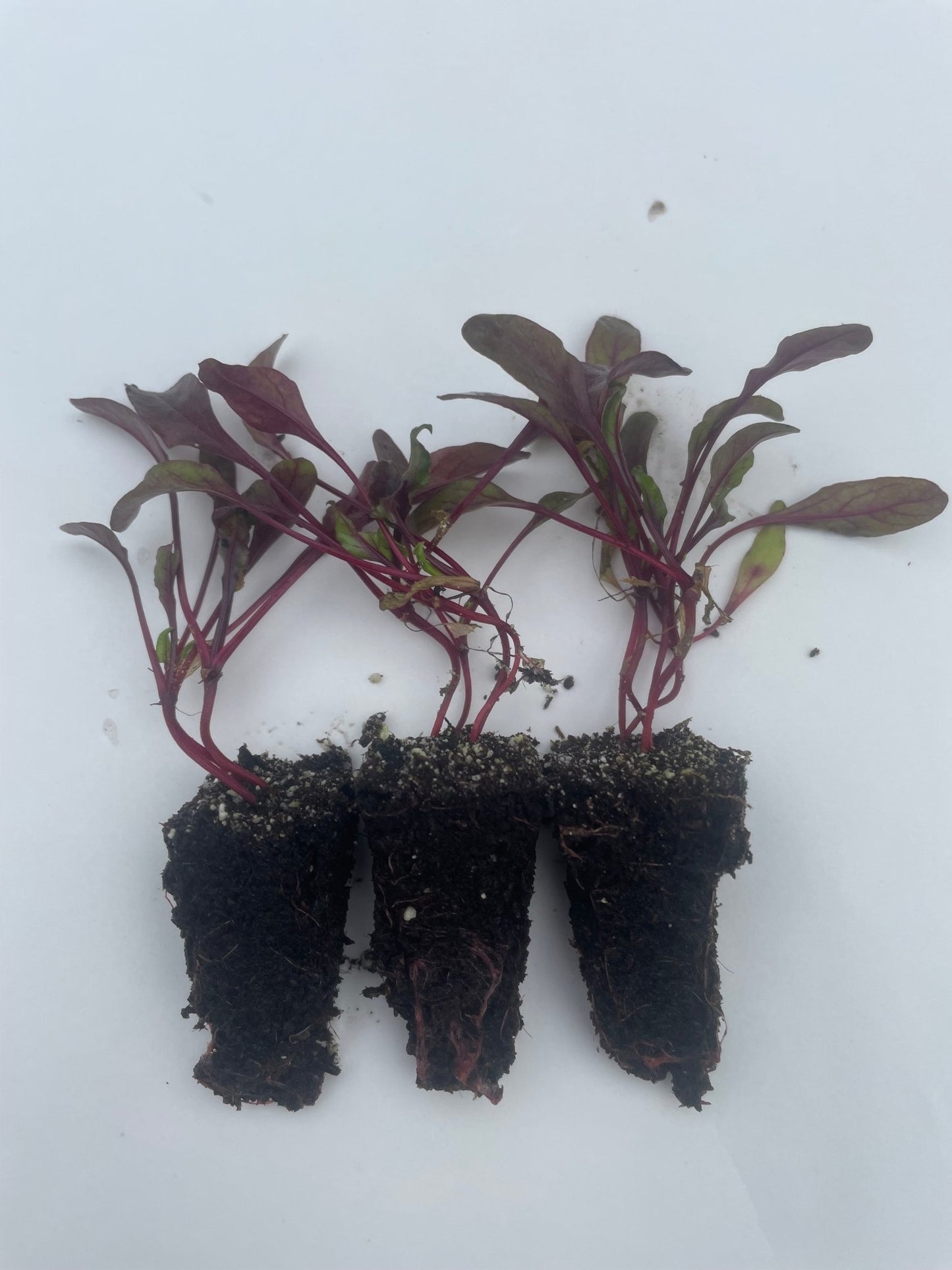 Beetroot Plug Plants "Grow Your Own" Vegetables **Letterbox Friendly** - Chartley Chucks