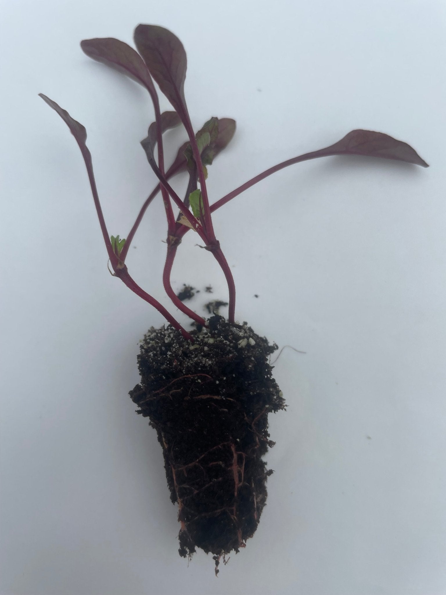 Beetroot Plug Plants "Grow Your Own" Vegetables **Letterbox Friendly** - Chartley Chucks